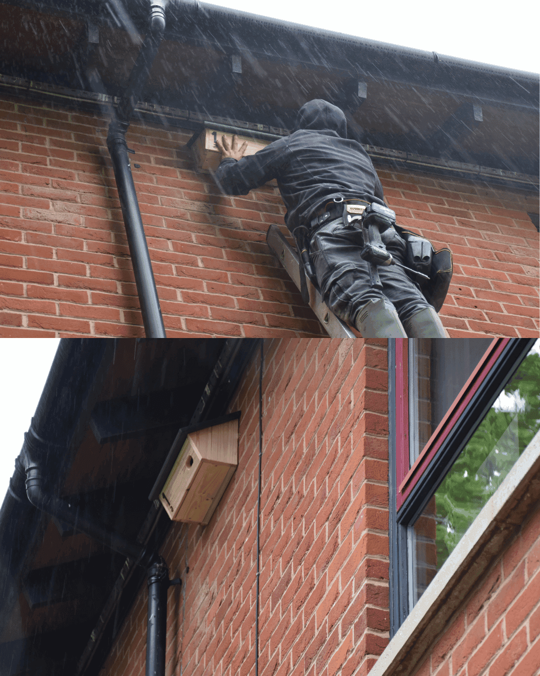 Installing the swift boxes in the rain